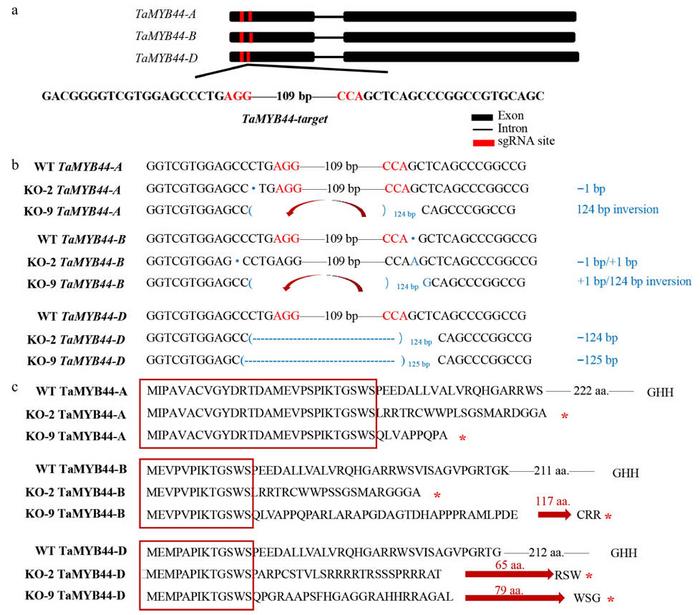 TaMYB44 nucleotide and amino acid sequences mutation of TaMYB44 knockout lines.