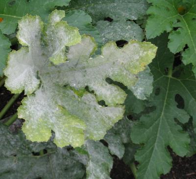 Powdery Mildew