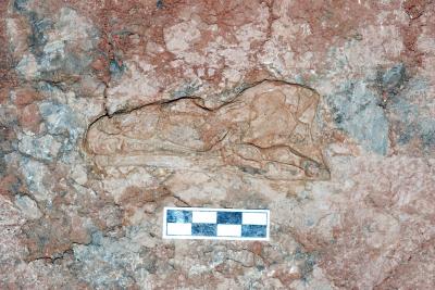 View of the Left Side of the Skull of <i>Aorun zhaoi</i>