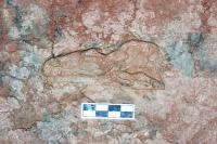 View of the Left Side of the Skull of <i>Aorun zhaoi</i>