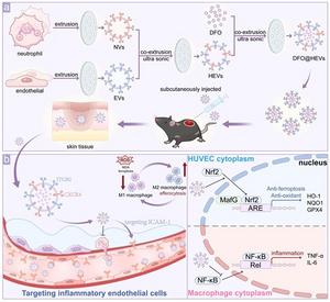 Dual-Targeted Hybrid Nanovesicles for Multimodal Diabetic Wound Healing.