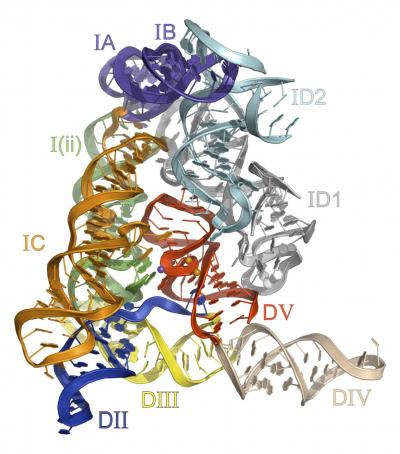 Crystal Structure of an RNA Group II Intron