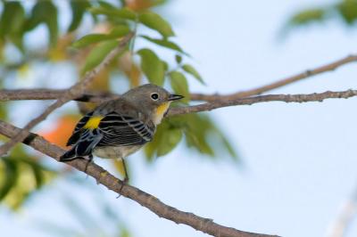 Yellow-rumped Warbler