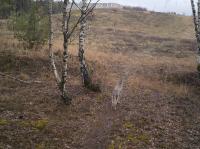 Wolf in landscape