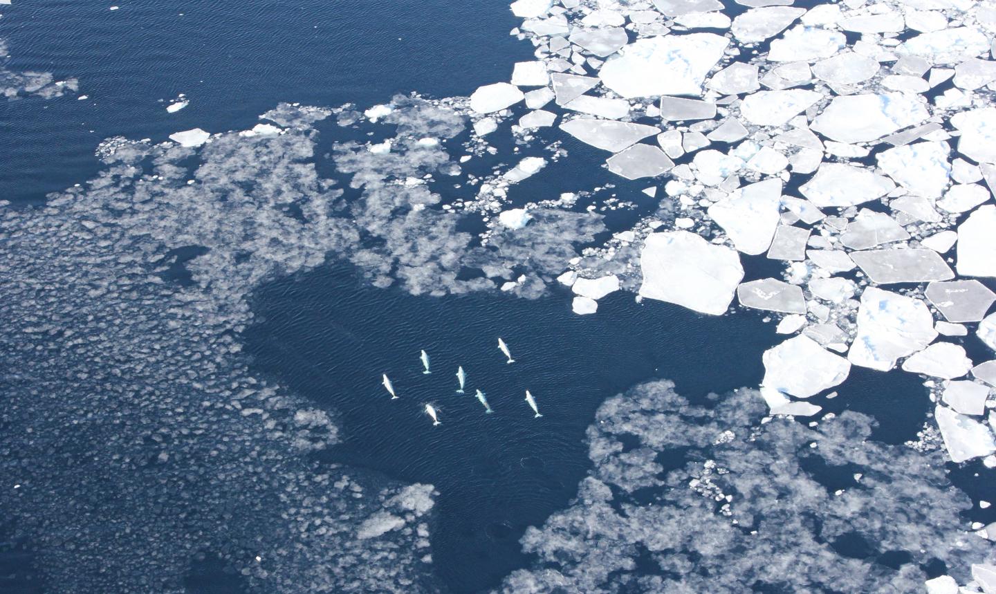 Beluga (1 of 2)