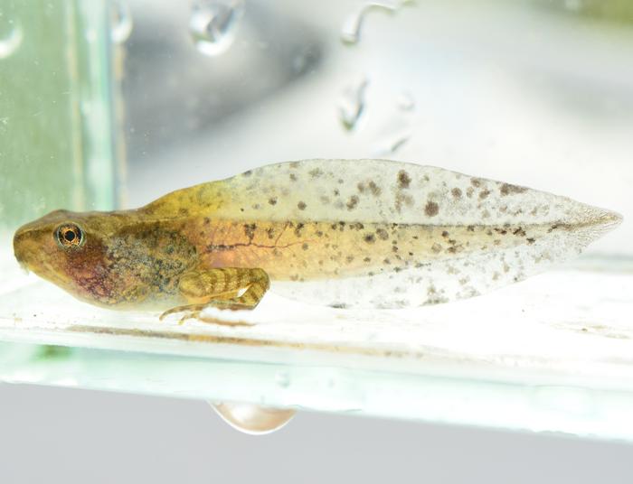 When fever isn't the answer: Infected tadpoles cool themselves to fight viruses