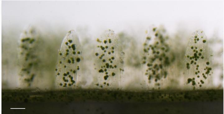 3D Printed Corals -- 2