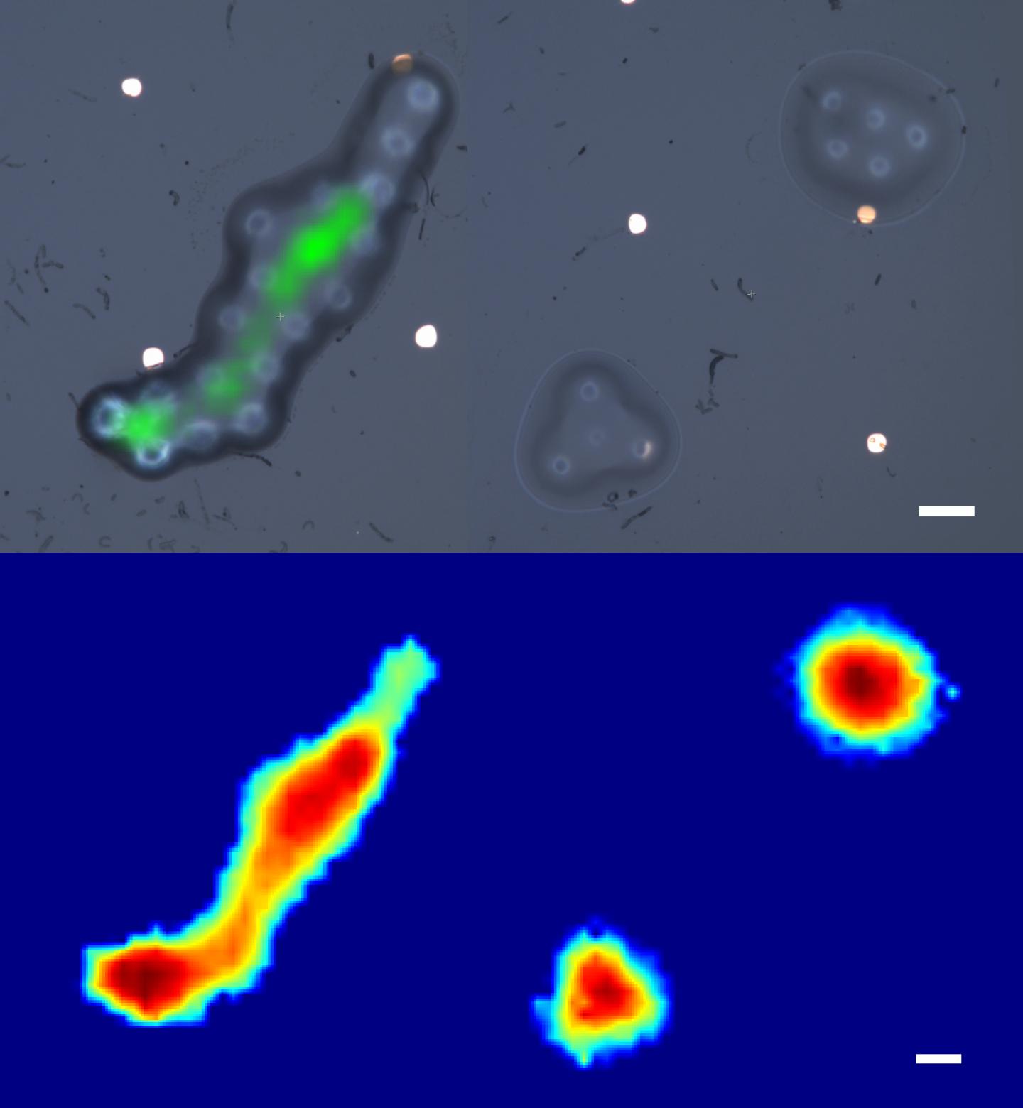 Conventional microscope Vs Phonon probe