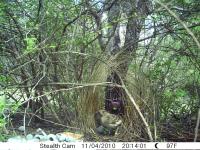 Bowerbird (3 of 3)