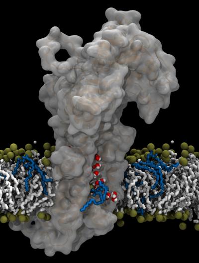 Model of the ATP8A2 Flippase Transport Mechanism