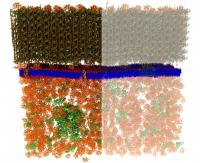 Neutrons Provide the First Nanoscale Look at a Living Cell Membrane