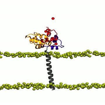 Solving the Structural Mysteries of a Calcium-Binding Protein (1 of 1)
