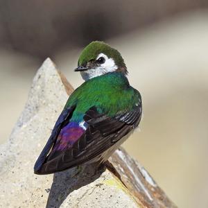 Violet green swallow