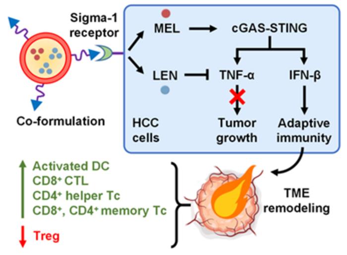 Figure 1: Co-delivery of melarsoprol and lenalidomide using AEAA-targeted erythrocyte membrane-coated PLGA NP for modulating the cGAS-STING pathway to reverse immunosuppressive TME and achieve chemoimmunotherapy to HCC.