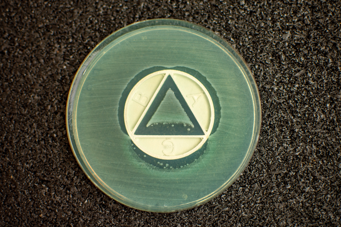 The human pathogen Pseudomonas aeruginosa and three antibiotics