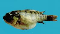 Diseased Tilapia, Ecuador