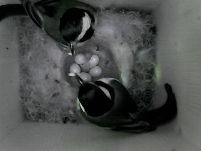 <i>Parus major</i> in the City