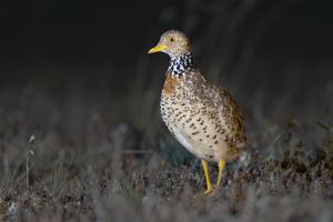 Plains-wanderer (Pedionomus torquatus) female Deniliquin New South Wales Australia credit JJ Harrison