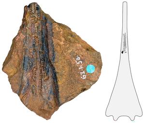 Jaw of the ancient marine amphibian Aphaneramma
