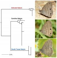 Evolutionary Tree