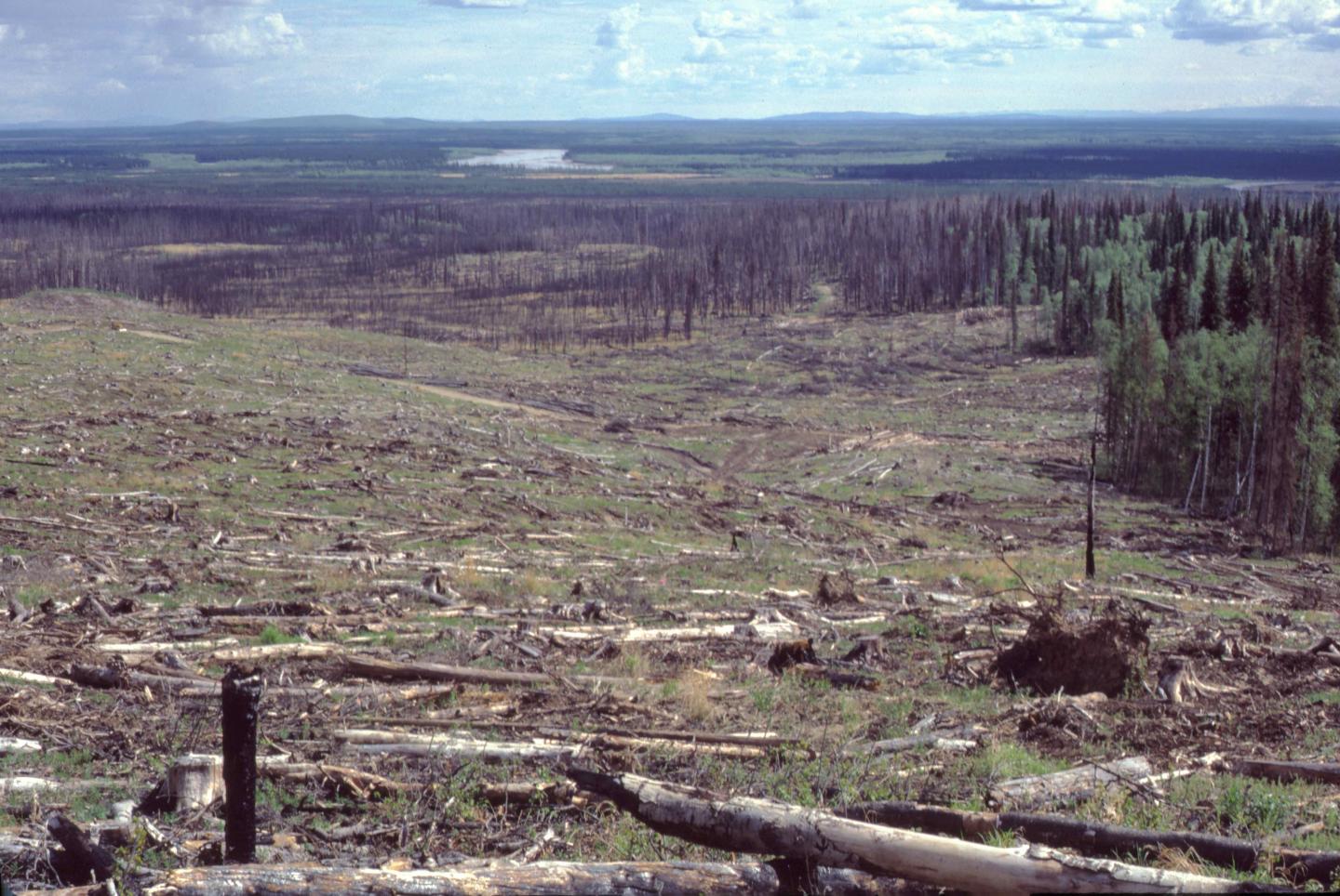 Reforestation Treatment Area