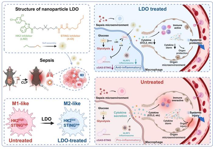 Fig. 1. The structure and mechanism of nanoparticle LDO.