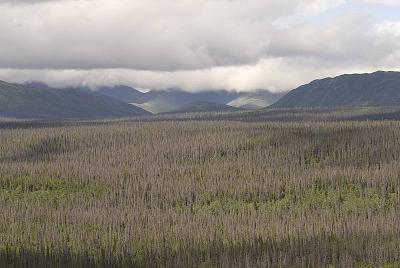 Dead White Spruce (<i>Picea glauca</i>), Kluane, Yukon Territory, Canada