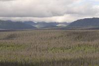 Dead White Spruce (<i>Picea glauca</i>), Kluane, Yukon Territory, Canada