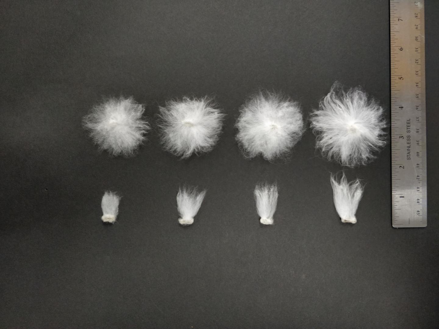 Cotton Fiber Length Comparison