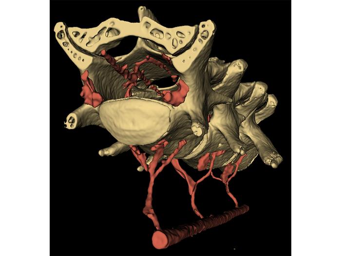 Vein network mechanism