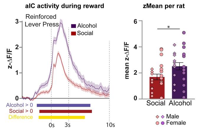 Brain activity during decision-making