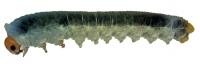 <i>Xenapates braunsi</i> Larva