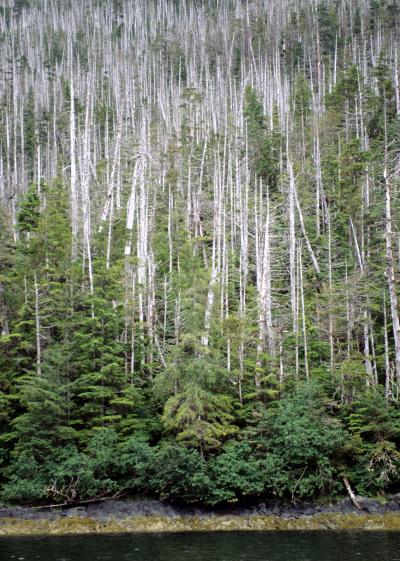 Yellow-Cedar in Coastal Alaska