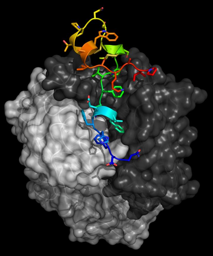 RSV Antibodies