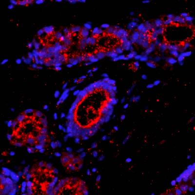 Cytokines