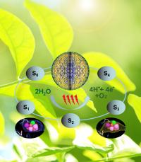 Scientists Watch Photosynthesis in Action (2 of 2)
