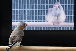 Researchers can use zebra finches as a model for infant language development