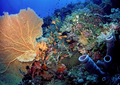 Anthias & Gorgonian