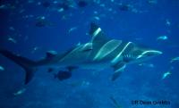 Predatory Fish