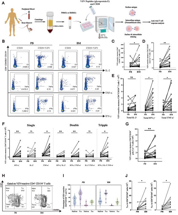 Bone marrow is a reservoir of functionally potent VZV-reactive memory CD4⁺ T cells