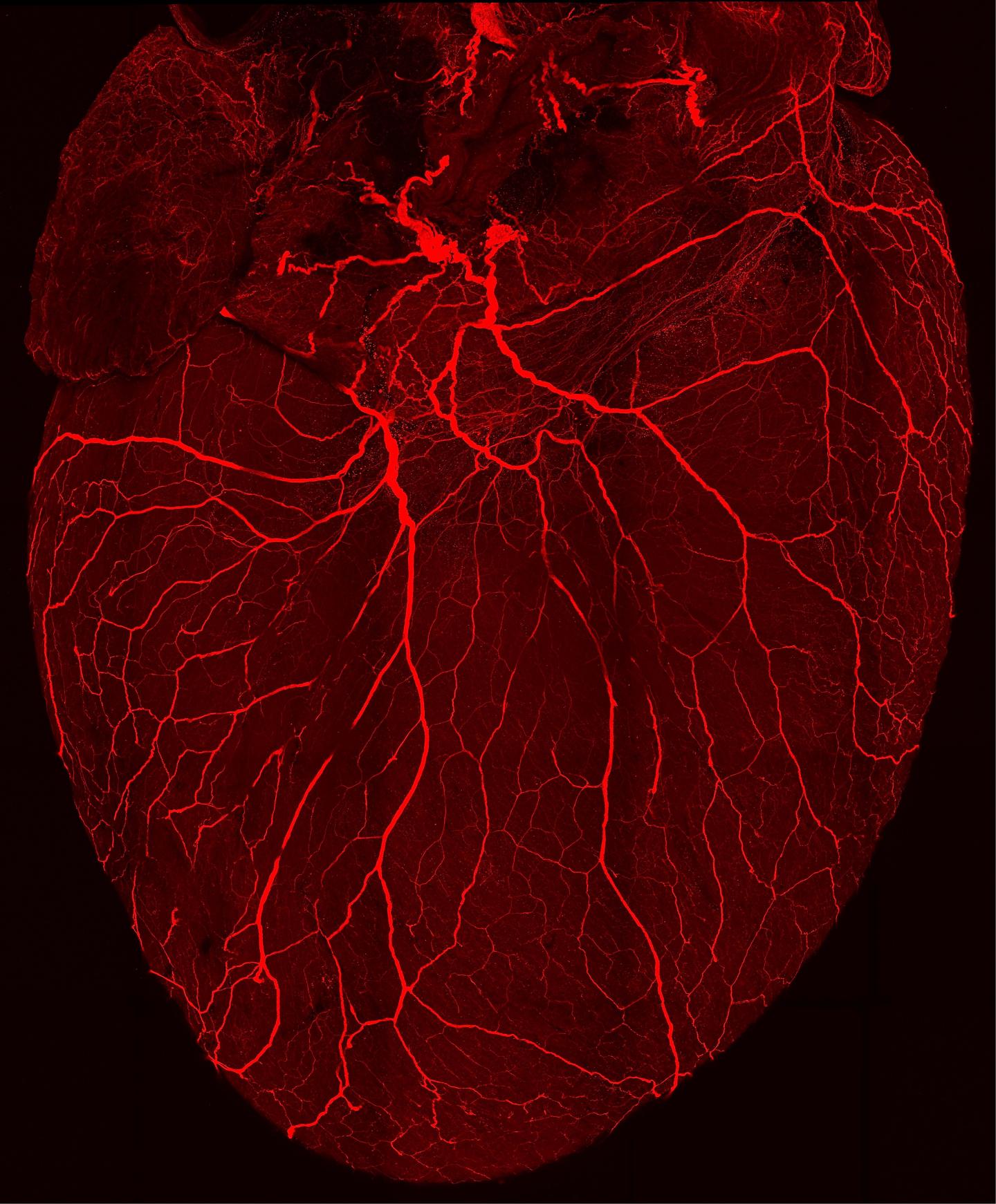 Innervation of the Heart