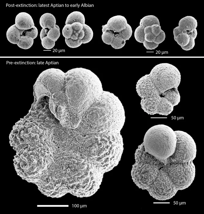 Foraminifera fossils