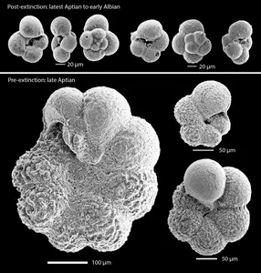 Foraminifera fossils