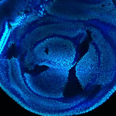 Viable and Fertile Fruit Flies in the Absence of Histone H3.3