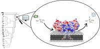 Reconstructing Ancestral Proteins