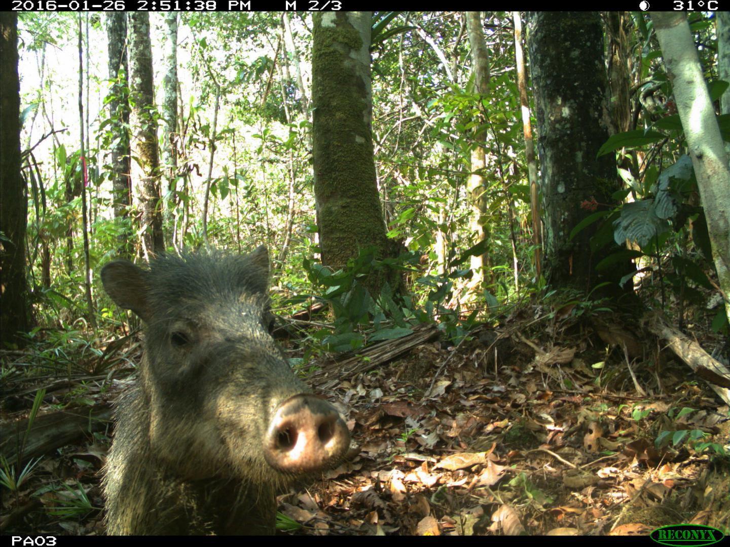 White-Lipped Peccary