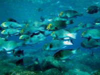 School of Frontalis Saipan