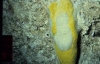 Deep-water Marine Sponge