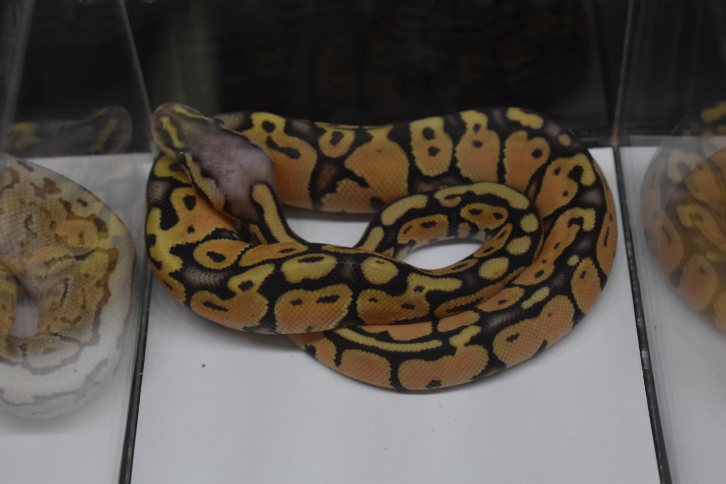 Juvenile Ball Python