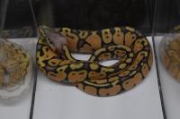 Juvenile Ball Python